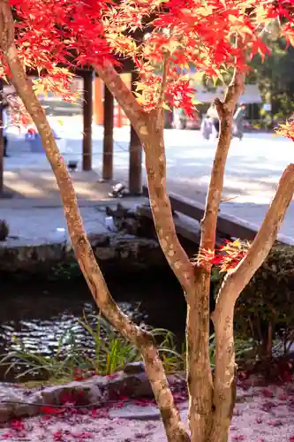 賀茂別雷神社（上賀茂神社）(京都府)