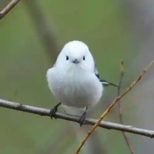 帯廣神社の動物