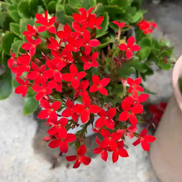 豊景神社の自然