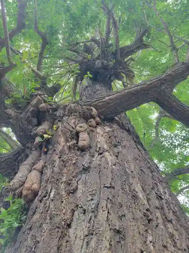 朝日氷川神社の自然
