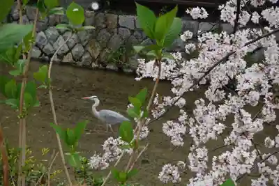 辰巳大明神の動物