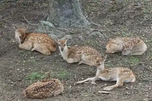 春日大社の動物
