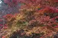 徳善院明王密寺の自然