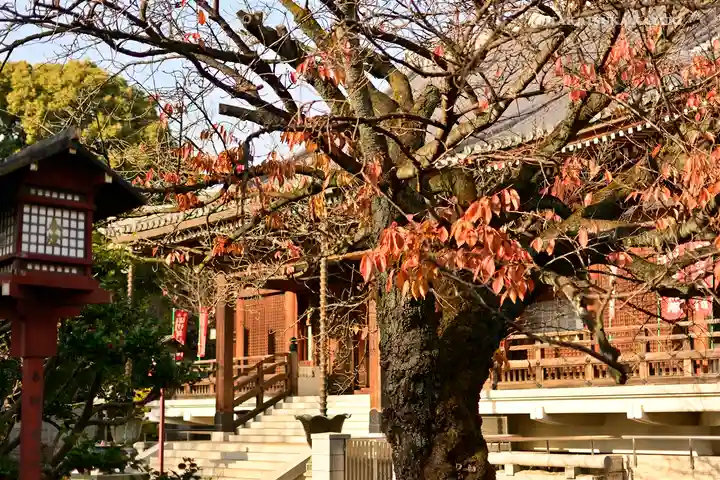 寛永寺開山堂の自然