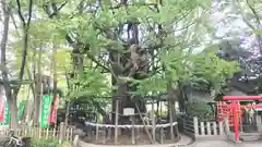 稲毛神社の御朱印