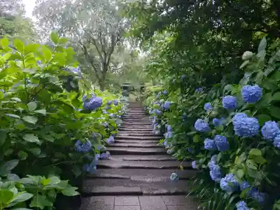 明月院(神奈川県)