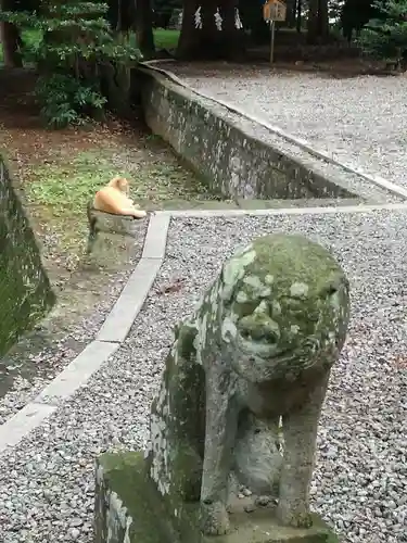 間々田八幡宮の狛犬