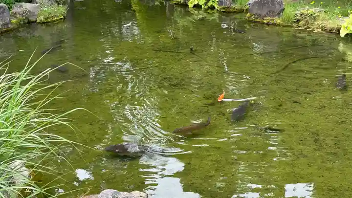 北海道護國神社の動物