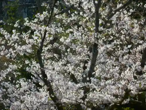 葛原岡神社の自然