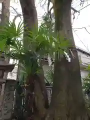 神明氷川神社の自然