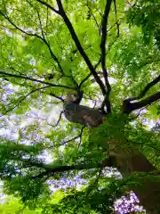 金村別雷神社(茨城県)