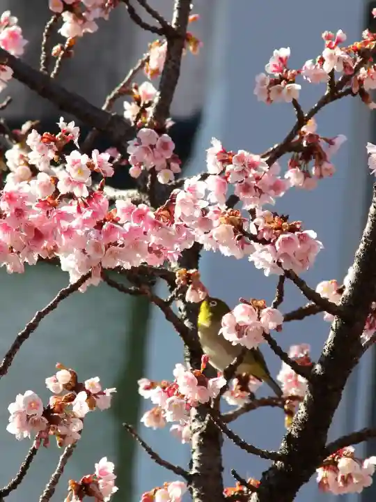 今宮神社の{uncategorized: "未分類", other: "その他", undefined: "問題あり", building: "その他建物", grave: "お墓", sacred_gate: "鳥居", guardian: "狛犬", statue: "像", buddha: "仏像", history: "歴史", nature: "自然", garden: "庭園", animal: "動物", pagoda: "塔", temizu: "手水舎", mountain_gate: "山門・神門", sanctuary: "本殿・本堂", subordinate: "末社・摂社", art: "芸術", scenery: "景色", jizo: "地蔵", ema: "絵馬", goshuin: "御朱印", omikuji: "おみくじ", items: "授与品その他", amulet: "お守り", goshuincho: "御朱印帳", eats: "食事", festival: "お祭り", votive_dance: "神楽", shichigosan: "七五三参", wedding: "結婚式", experience: "体験その他", initially: "初詣", around: "周辺", anti_infection: "感染症対策"}