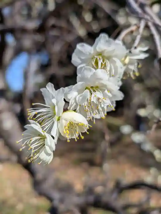 布多天神社(東京都)