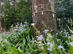 芳賀天満宮の自然