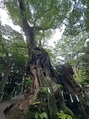 來宮神社(静岡県)