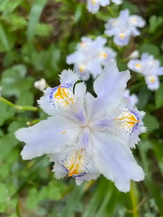 上一宮大粟神社(徳島県)
