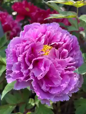 薬師院(兵庫県)