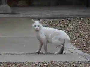 三輪神社の動物(2022年04月04日(月) 10時48分52秒投稿)