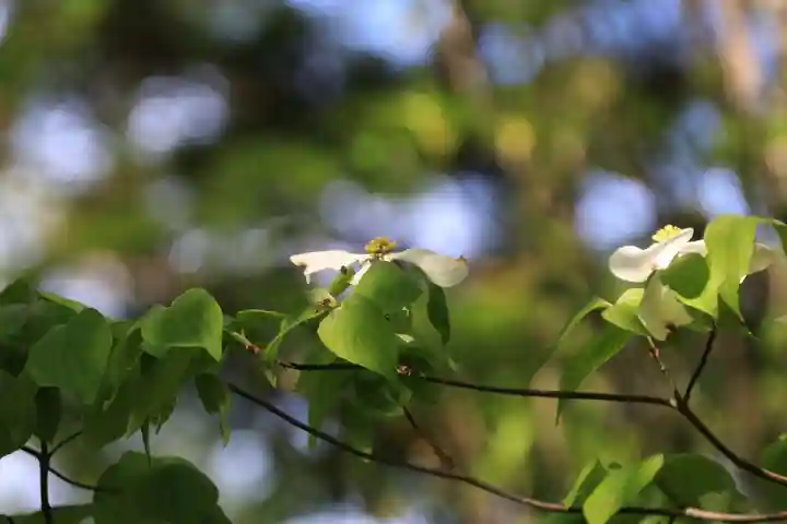 阿久津「田村神社」(郡山市阿久津町)旧社名:伊豆箱根三嶋三社の庭園