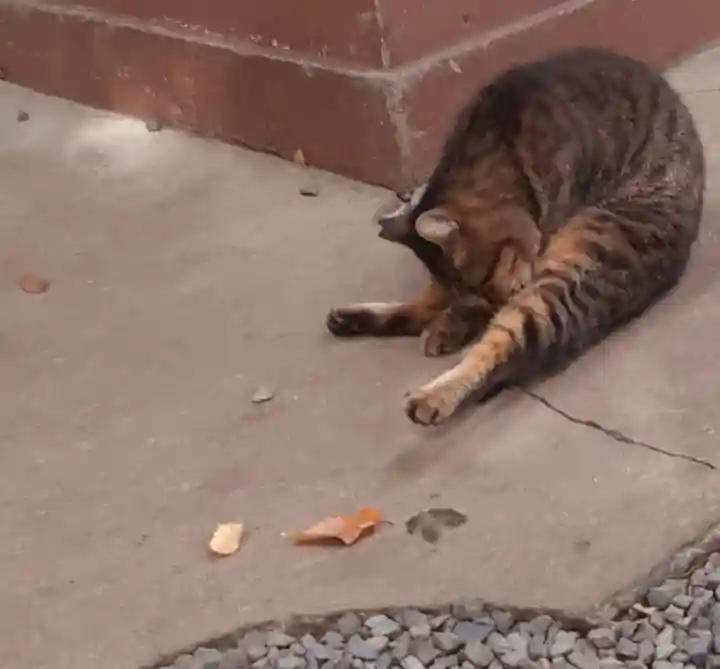 鷲神社(東京都)
