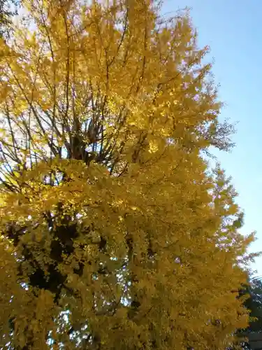 二日市八幡宮の自然