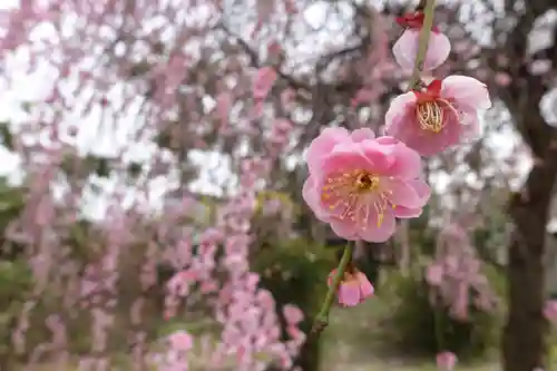 法華寺の自然