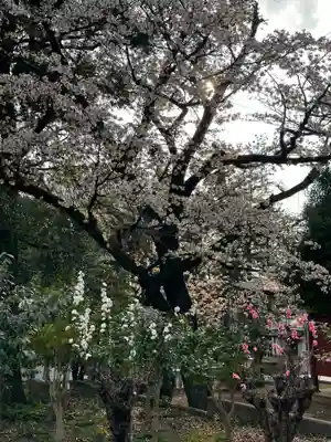 簳幹八幡宮(東京都)