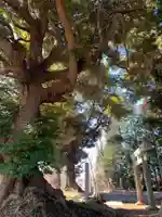 大宮神社の自然