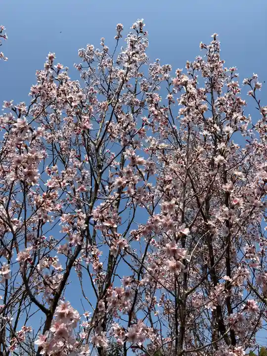 浄瑠璃寺(京都府)