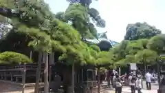 題経寺（柴又帝釈天）の自然