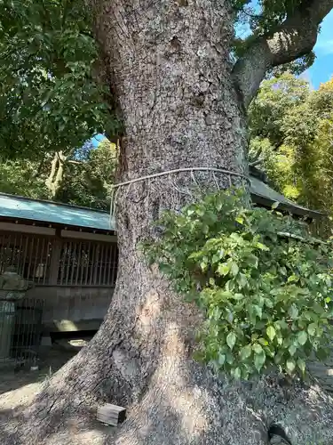 伊達神社(和歌山県)