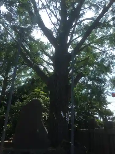 金刀比羅神社の自然