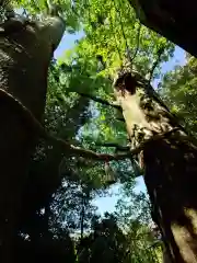 川越氷川神社(埼玉県)