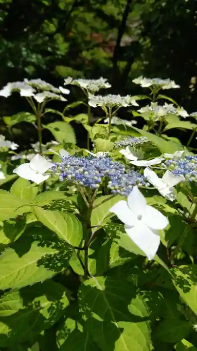 長壽寺(長寿寺)の自然