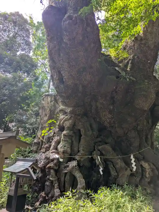 來宮神社(静岡県)