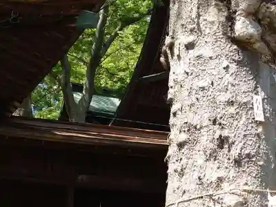 妻科神社(長野県)
