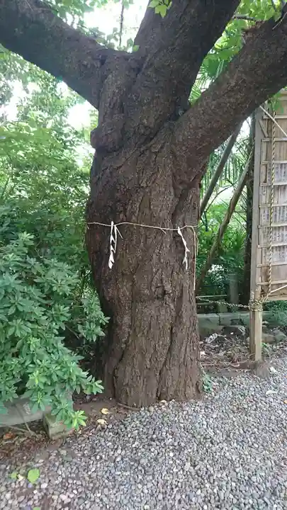 牛天神北野神社の自然