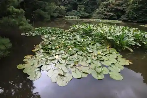 明治神宮の庭園