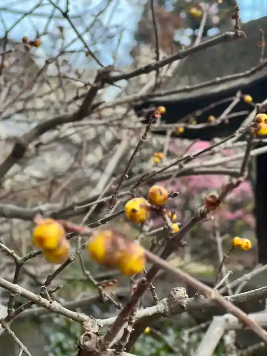 長谷寺(神奈川県)