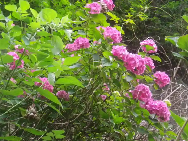 御霊神社の自然