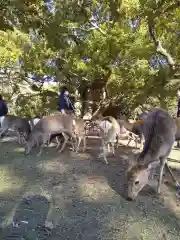 福智院の動物