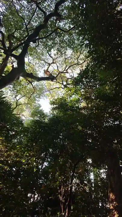 尾張大國霊神社(国府宮)の自然