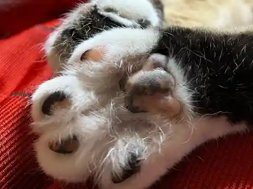 秩父札所十三番 慈眼寺の動物