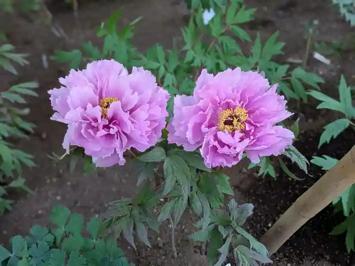 上野東照宮(東京都)