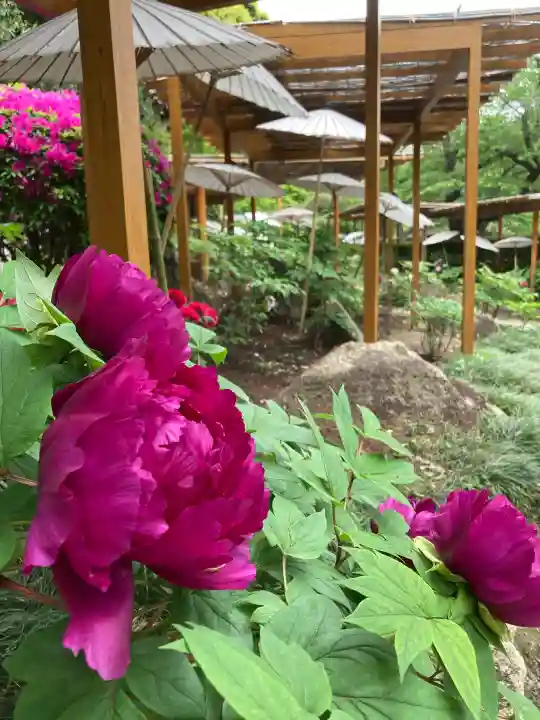 鶴岡八幡宮の{uncategorized: "未分類", other: "その他", undefined: "問題あり", building: "その他建物", grave: "お墓", sacred_gate: "鳥居", guardian: "狛犬", statue: "像", buddha: "仏像", history: "歴史", nature: "自然", garden: "庭園", animal: "動物", pagoda: "塔", temizu: "手水舎", mountain_gate: "山門・神門", sanctuary: "本殿・本堂", subordinate: "末社・摂社", art: "芸術", scenery: "景色", jizo: "地蔵", ema: "絵馬", goshuin: "御朱印", omikuji: "おみくじ", items: "授与品その他", amulet: "お守り", goshuincho: "御朱印帳", eats: "食事", festival: "お祭り", votive_dance: "神楽", shichigosan: "七五三参", wedding: "結婚式", experience: "体験その他", initially: "初詣", around: "周辺", anti_infection: "感染症対策"}