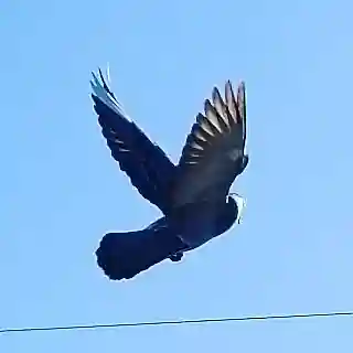 天祖神社の動物