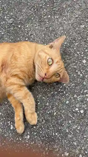 葛木二上神社の動物