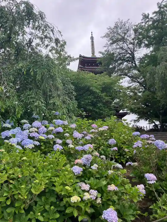 本土寺(千葉県)