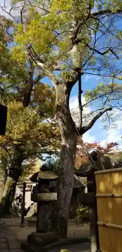 松戸神社の自然