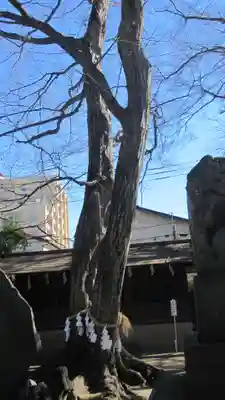 本太氷川神社(埼玉県)